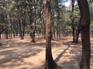 Is Legal Satta Bazar Legal in India? Complete 2026 Guide