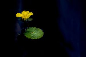 Is Legal Lotus365 Id Legal in India? Complete 2026 Guide